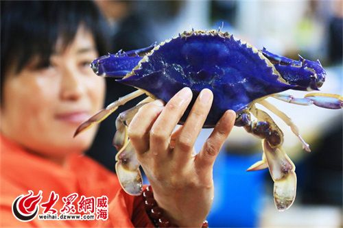 讯 (记者 刘彬 丛萍 ) 近日,威海海鲜市场出现了一种少见的蓝色梭子蟹